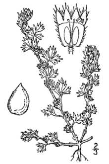 <i>Alchemilla occidentalis</i> Nutt.