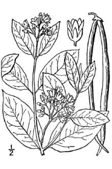 <i>Apocynum cannabinum</i> L. var. glaberrimum A. DC.