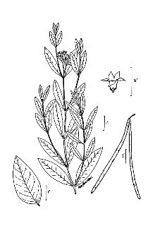 <i>Apocynum cannabinum</i> L. var. angustifolium (Wooton) N.H. Holmgren