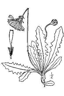 <i>Leontodon hastilis</i> L. var. vulgaris W.D.J. Koch