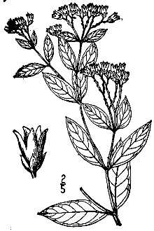 <i>Apocynum medium</i> Greene var. sarniense (Greene) Woodson