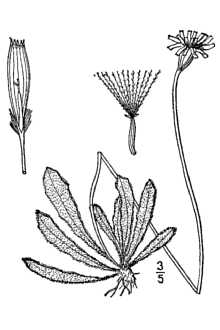<i>Leontodon nudicaulis</i> (L.) Banks ex Schinz & R. Keller ssp. taraxacoides (Vill.) Schin