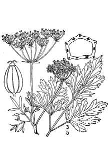 <i>Petroselinum vulgare</i> Lagasca