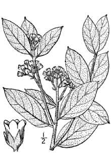 <i>Apocynum cannabinum</i> L. var. nemorale (G.S. Mill.) Fernald