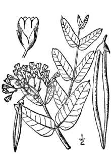 <i>Apocynum cannabinum</i> L. var. glaberrimum A. DC.