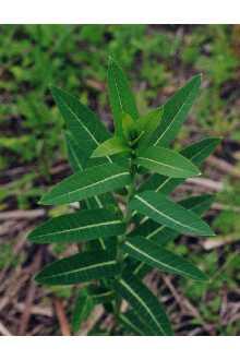 <i>Apocynum sibiricum</i> Jacq. var. salignum (Greene) Fernald