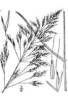 <i>Agrostis spica-venti</i> L.