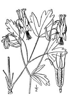 <i>Aquilegia phoenicantha</i> Cory