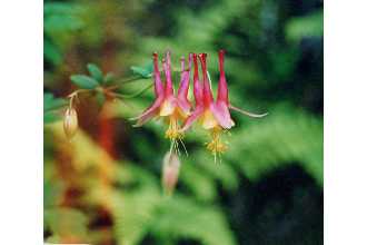 <i>Aquilegia canadensis</i> L. var. hybrida Hook.