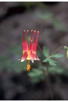 <i>Aquilegia canadensis</i> L. var. latiuscula (Greene) Munz