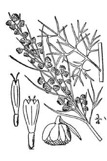 <i>Artemisia procera</i> Willd.