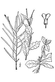 <i>Arabis alpina</i> L. var. albida (Stev.) Paoletti