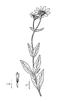 <i>Arnica amplexicaulis</i> Nutt. ssp. prima (Maguire) Maguire