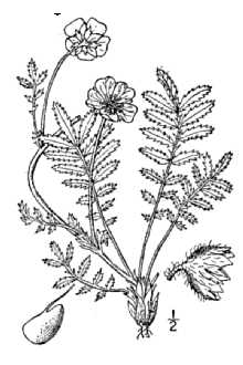 <i>Potentilla egedii</i> Wormsk. ssp. yukonensis (Hultén) Hultén