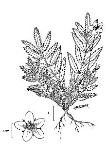 <i>Potentilla egedii</i> Wormsk. ssp. yukonensis (Hultén) Hultén