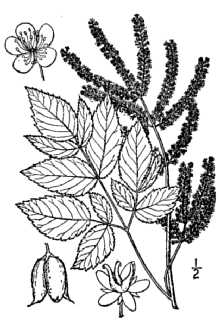 <i>Aruncus vulgaris</i> (Maxim.) Raf. ex H. Hara