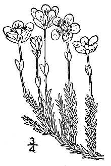 <i>Lidia arctica</i> (Stev. ex Ser.) Á. Löve & D. Löve