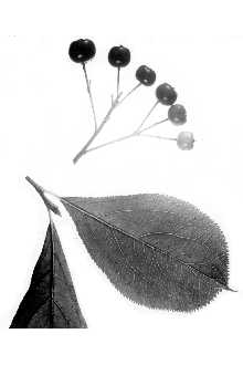 <i>Pyrus arbutifolia</i> (L.) L. f. var. glabra Cronquist