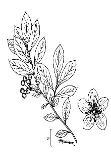 <i>Crataegus pyrifolia</i> Lam.
