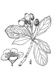 <i>Adenorachis atropurpurea</i> (Britton) Nieuwl.