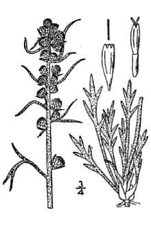 <i>Artemisia campestris</i> L. ssp. canadensis (Michx.) Scoggan