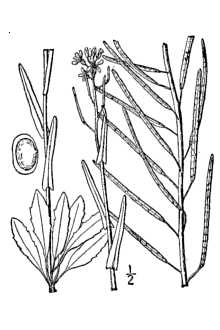 <i>Boechera brachycarpa</i> (Torr. & A. Gray) Dorn