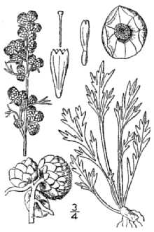 <i>Artemisia borealis</i> Pall. var. latisecta Fernald
