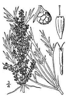 <i>Artemisia caudata</i> Michx. var. calvens Lunell