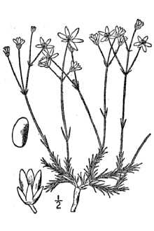 <i>Sabulina caroliniana</i> (Walter) Small