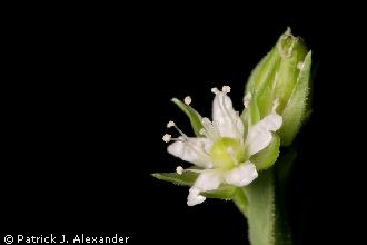<i>Spergulastrum lanuginosum</i> Michx. ssp. saxosum (A. Gray) W.A. Weber