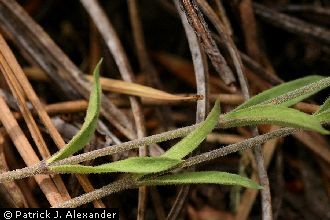 <i>Arenaria saxosa</i> A. Gray var. mearnsii (Wooton & Standl.) Kearney & Peebles