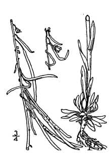 <i>Boechera holboellii</i> (Hornem.) Á. Löve & D. Löve var. collinsii (Fernald) Dorn