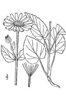 <i>Arnica cordifolia</i> Hook. ssp. genuina Maguire