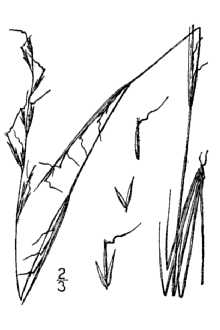 <i>Aristida basiramea</i> Engelm. ex Vasey var. curtissii (A. Gray) Shinners