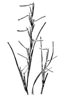 <i>Aristida basiramea</i> Engelm. ex Vasey var. curtissii (A. Gray) Shinners