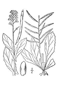 <i>Arabis shortii</i> (Fernald) Gleason var. phalacrocarpa (M. Hopkins) Steyerm.