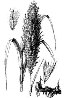 <i>Arundo donax</i> L. var. versicolor (Mill.) Stokes