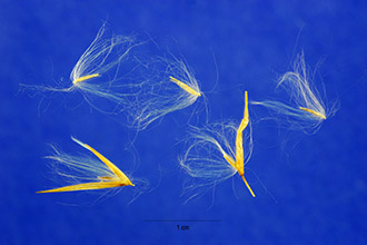 <i>Arundo donax</i> L. var. versicolor (Mill.) Stokes