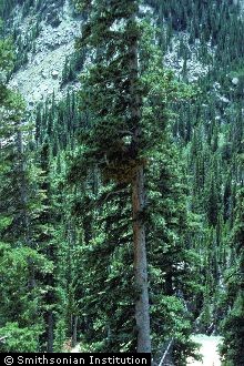 Douglas-fir Dwarf Mistletoe