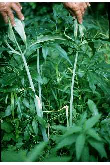 <i>Muricauda dracontium</i> (L.) Small