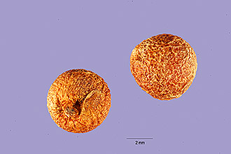 <i>Muricauda dracontium</i> (L.) Small