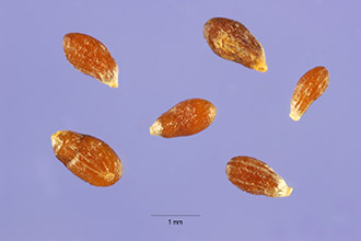 <i>Artemisia glauca</i> Pall. ex Willd. var. dracunculina (S. Watson) Fernald