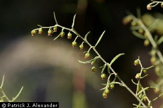 <i>Artemisia dracunculus</i> L. ssp. glauca (Pall. ex Willd.) H.M. Hall & Clem.