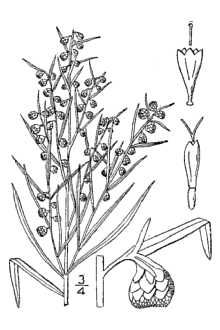 <i>Artemisia dracunculus</i> L. var. glauca (Pall. ex Willd.) Besser