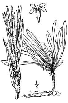 <i>Arabis drummondii</i> A. Gray var. oxyphylla (Greene) M. Hopkins