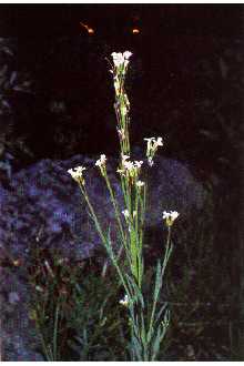 <i>Arabis drummondii</i> A. Gray var. oxyphylla (Greene) M. Hopkins
