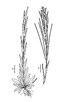 <i>Boechera brachycarpa</i> (Torr. & A. Gray) Dorn