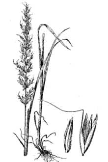 Tall Oatgrass