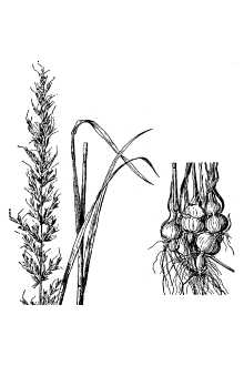 <i>Arrhenatherum elatius</i> (L.) P. Beauv. ex J. Presl & C. Presl ssp. bulbosum (Willd.) Sch