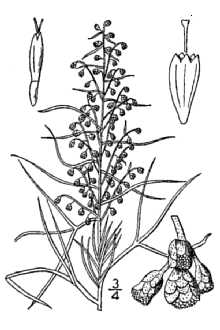 <i>Oligosporus filifolius</i> (Torr.) W.A. Weber